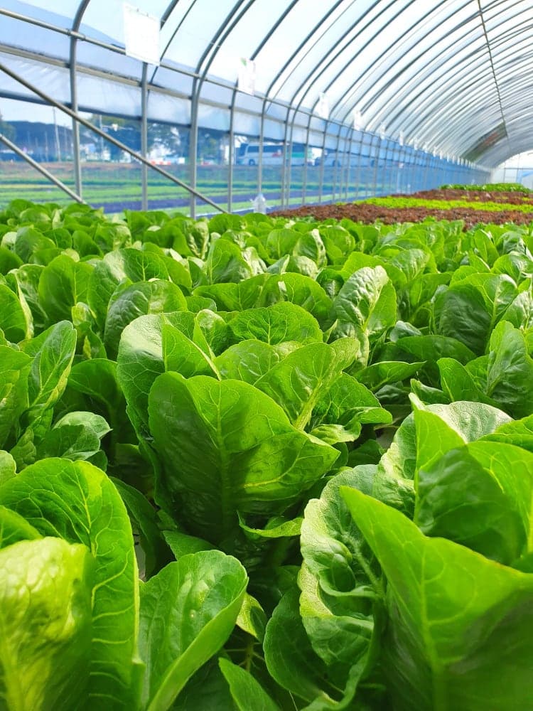 Rows of leafy green crops growing under a greenhouse canopy